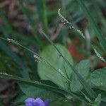 Urochloa eminii Blomma