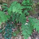 Osmunda regalis Blad