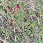 Indigofera schimperiLeaf