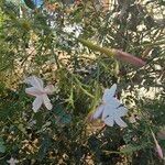 Jasminum grandiflorum Blüte