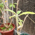 Solanum lasiocarpum Habit