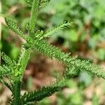 Achillea setacea Листок