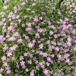 Gypsophila muralis Habit