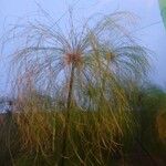 Cyperus papyrus Blad