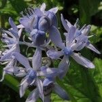 Hyacinthoides italica ফুল