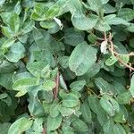 Muehlenbeckia hastulata Hoja