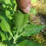Pluchea odorata ഇല