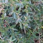 Berberis gagnepainiiЛіст