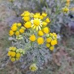 Senecio sylvaticusFlower