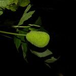 Dorstenia contrajerva Fruit