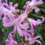 Nerine undulata Flower