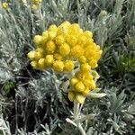 Helichrysum orientale Цветок