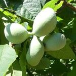 Asimina triloba Fruit