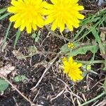 Crepis tectorum Flower