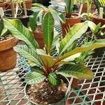Euphorbia leuconeura موطن