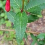 Fuchsia regia Feuille