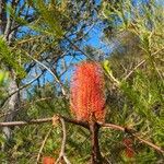 Banksia ericifolia Flor