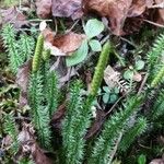 Lycopodium annotinumLevél