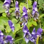 Aconitum variegatumŽiedas