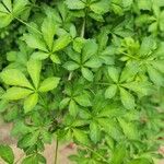 Eleutherococcus sieboldianus Hoja