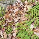 Dryopteris intermedia Leaf