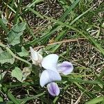 Crotalaria verrucosa Blüte