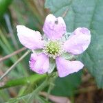 Rubus sprengelii Flower