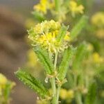 Reseda lancerotae 其他