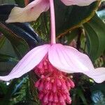 Fuchsia magellanica Blomst
