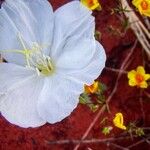 Oenothera albicaulis Floro