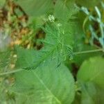 Myosotis macrosperma Leaf