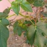 Jatropha gossypiifolia Folha