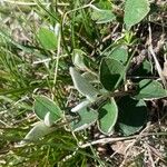 Cotoneaster integerrimus 葉