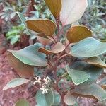 Stenocarpus tremuloides Hábito