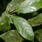 Ocotea meziana Hoja