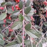 Cotoneaster franchetii Hoja