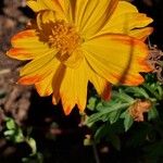 Cosmos sulphureus Bloem