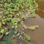 Myriophyllum aquaticum Hostoa