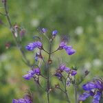 Teucrium orientale 花