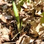 Carex plantaginea Leaf