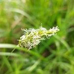 Carex brizoides Kukka