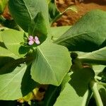 Schouwia purpurea Λουλούδι