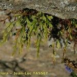 Asplenium x alternifolium 葉