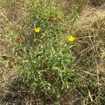 Inula salicina Libunga