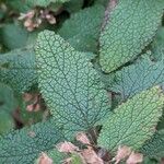 Teucrium scorodonia Лист