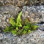 Asplenium marinum Leaf