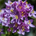 Centaurium erythraea ফুল