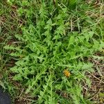 Taraxacum cucullatiforme 葉