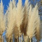 Cortaderia selloana Fleur