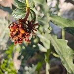 Palicourea rigida Flower